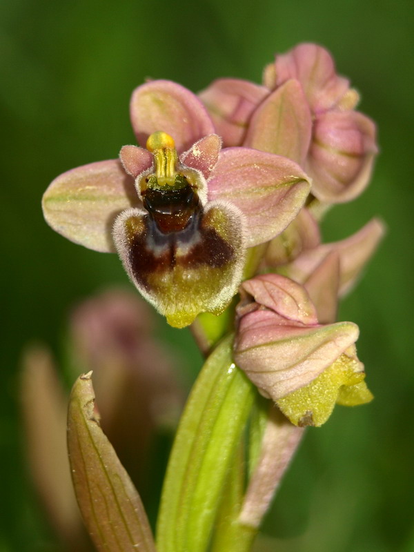 questa e bellissima ibrido bombyliflora tenthredinifera.